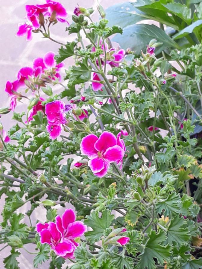 شقة Flowery House روما المظهر الخارجي الصورة