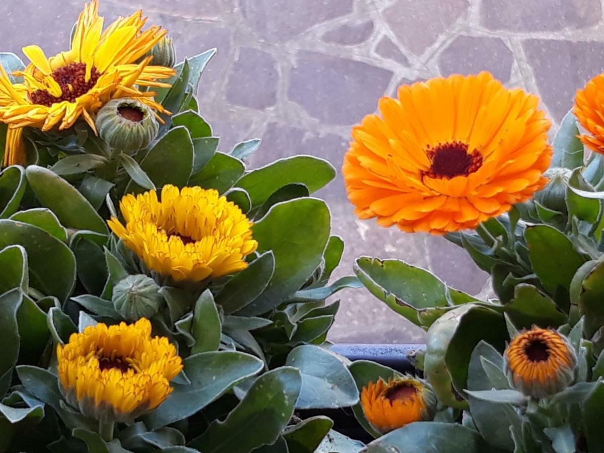 شقة Flowery House روما المظهر الخارجي الصورة