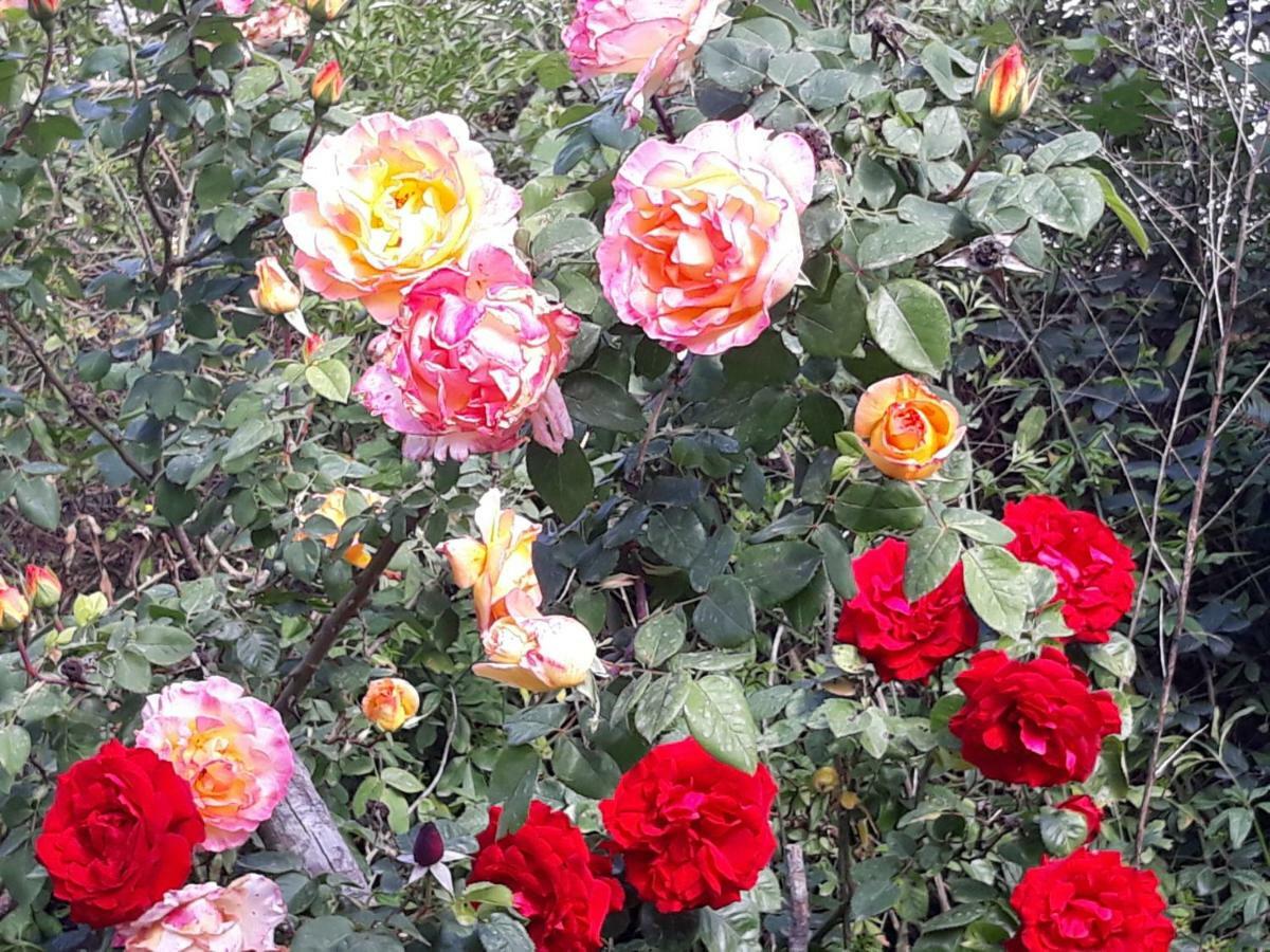 شقة Flowery House روما المظهر الخارجي الصورة