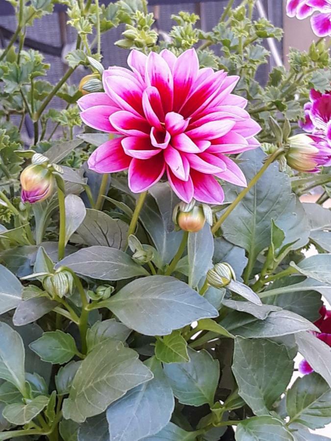 شقة Flowery House روما المظهر الخارجي الصورة